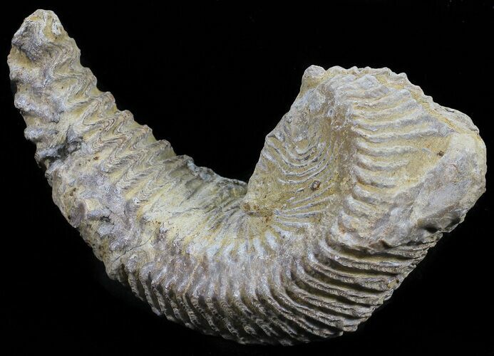 Cretaceous Fossil Oyster (Rastellum) - Madagascar #54483